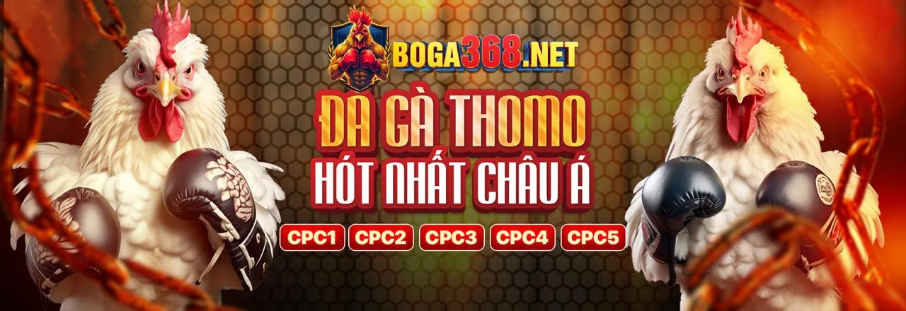 Đá gà Awin - Sân đấu kịch tính